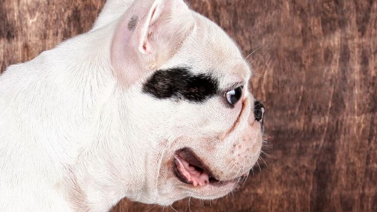 A side view of a white bulldog with black marking near eyes. Its eyes are large and nose is very flat, with pointing ears.