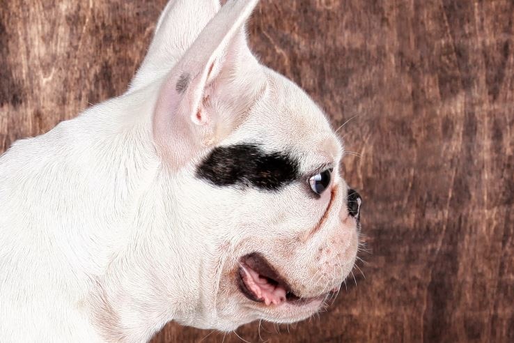 A side view of a white bulldog with black marking near eyes. Its eyes are large and nose is very flat, with pointing ears.