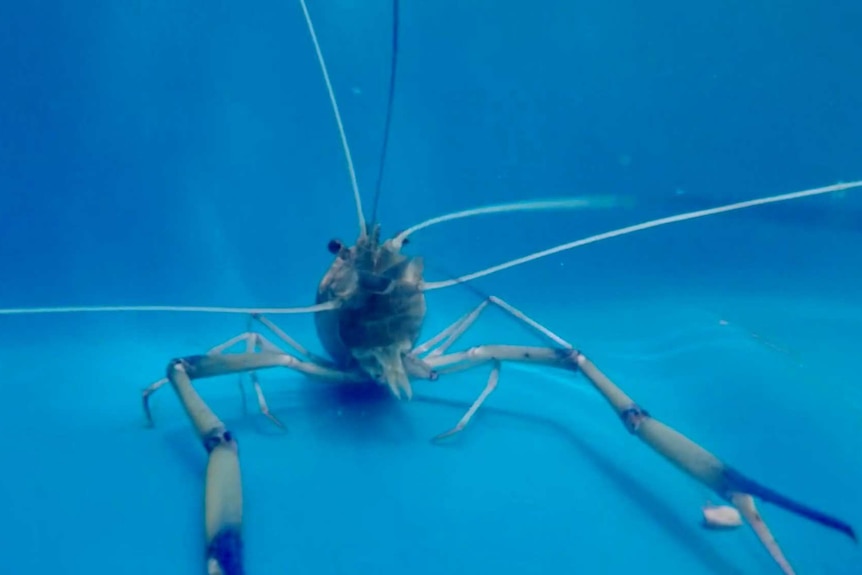 A close up of a giant prawn underwater