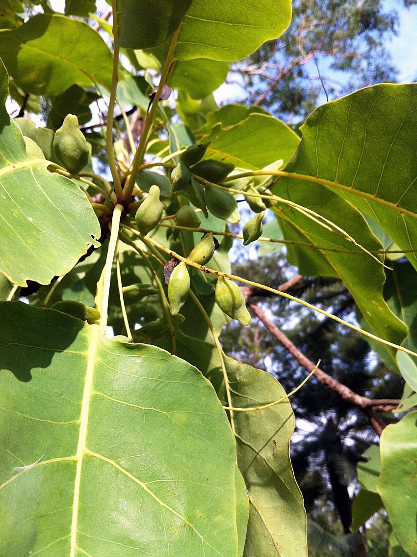 Fruit is ripening on Kakadu plum trees in Wadeye, south west of Darwin.