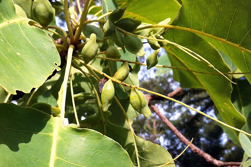 Fruit is ripening on Kakadu plum trees in Wadeye, south west of Darwin.