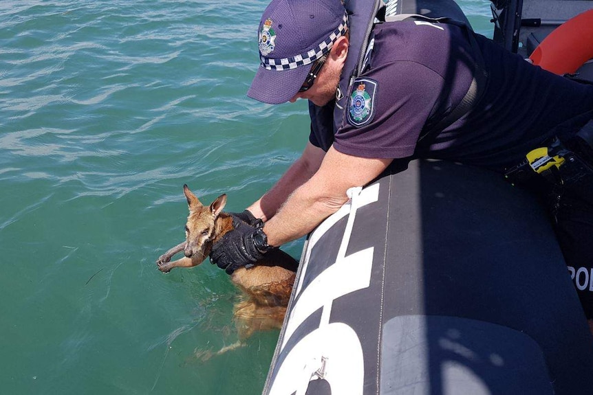 A wallaby is pulled from the ocean by a police officer who is leaning over his rubber dinghy.