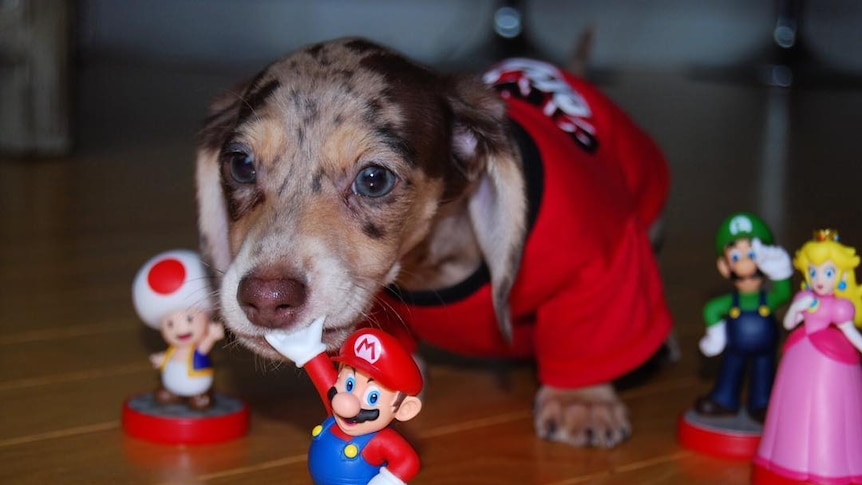 A dachshund puppy with blue eyes and dappled fur, wearing a red outfit.