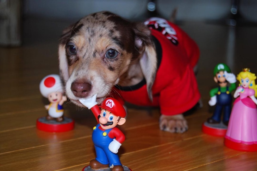 A dachshund puppy with blue eyes and dappled fur, wearing a red outfit.