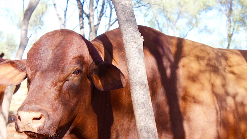 A close shot of a red Santa Gertrudis bull. Only the head and half of the bull is in frame.