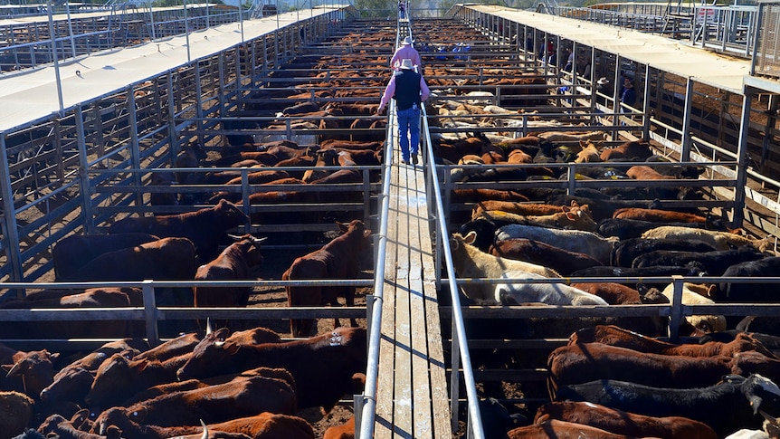 Cattle in pens at the Roma saleyards