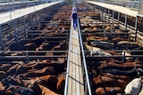 Cattle in pens at the Roma saleyards