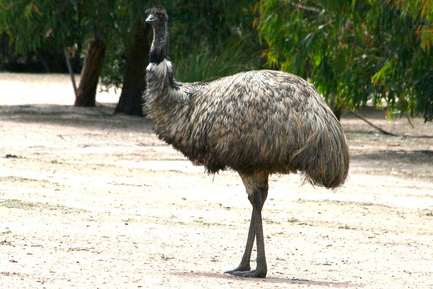 An emu stands in a clearing.
