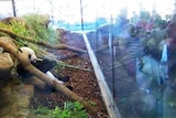 Panda enclosure