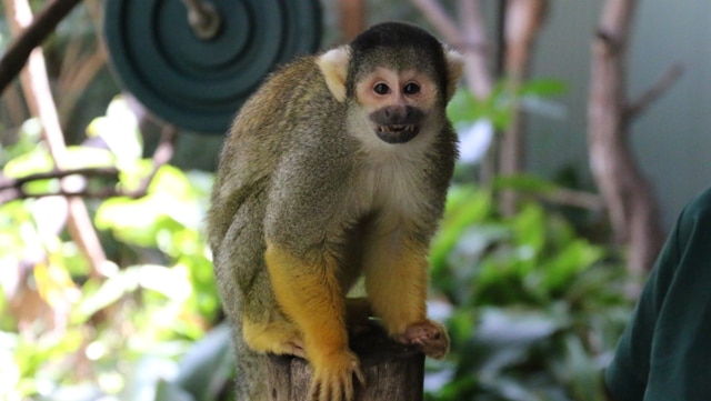 A Bolivian Squirrel Monkey at the Perth Zoo. January 13, 2016.