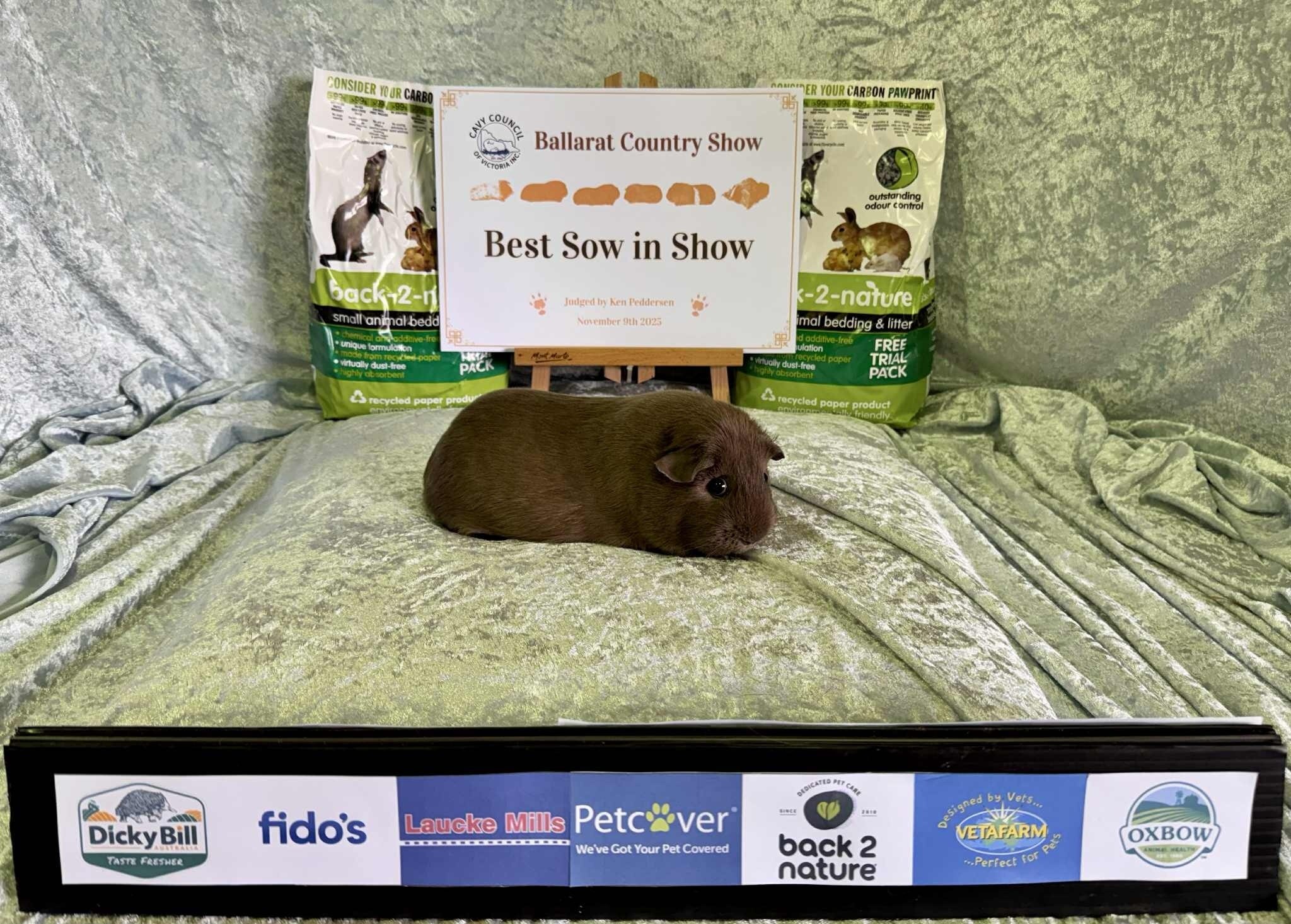 Uma cobaia na frente de um certificado de 