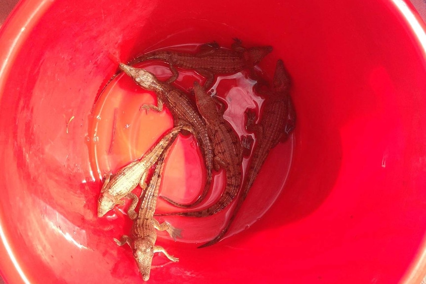 Crocodiles in bucket after being found in Mt Isa pool