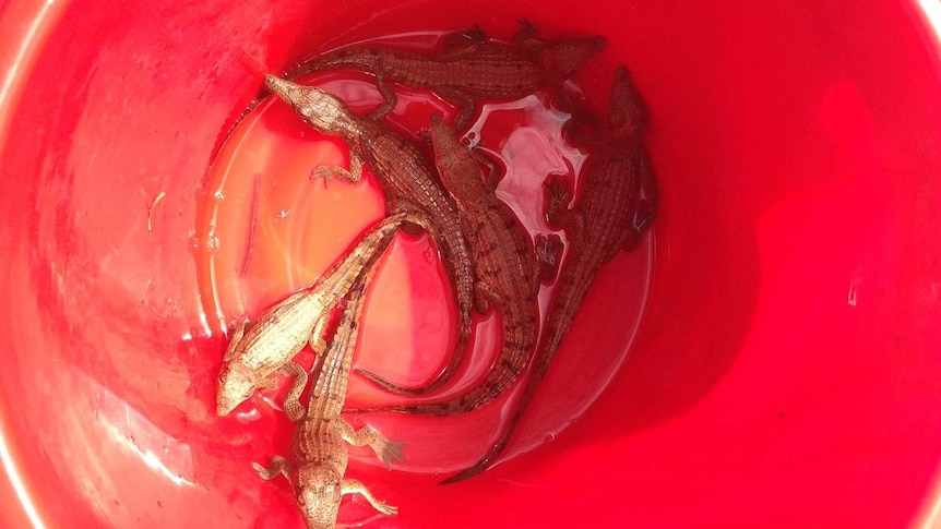 Crocodiles in bucket after being found in Mt Isa pool