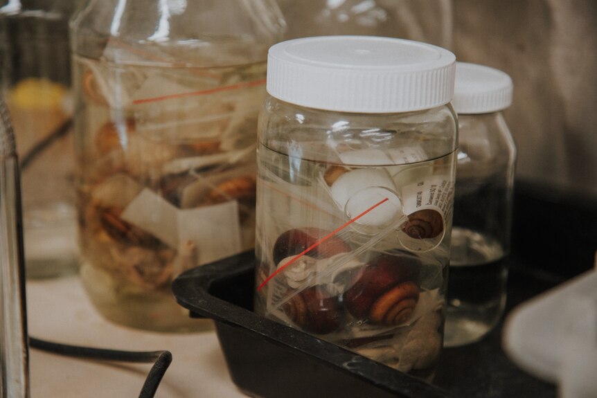 A glass jar filled with snail shells.
