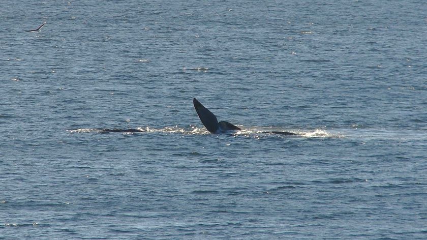 Fin of a whale spotted off Taroona in Hobart's River Derwent