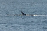 Fin of a whale spotted off Taroona in Hobart's River Derwent