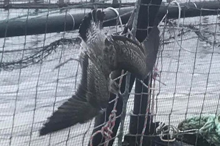 A bird hanging in the net of a salmon farming pen.