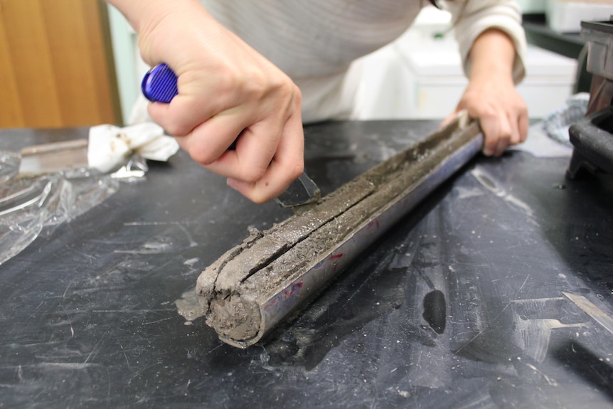 A long cylinder of grey mud being sliced with a Stanley knife