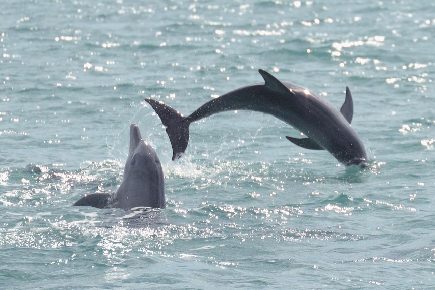 Two dolphins jumping out of an ocean.