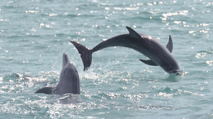 Two dolphins jumping out of an ocean.