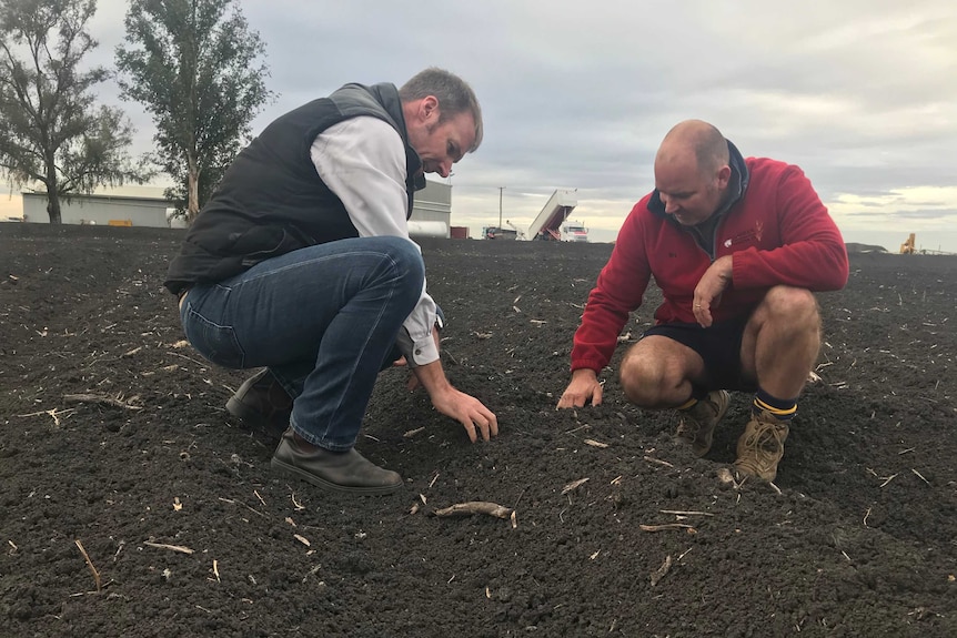 Two people assessing the soil at a farm