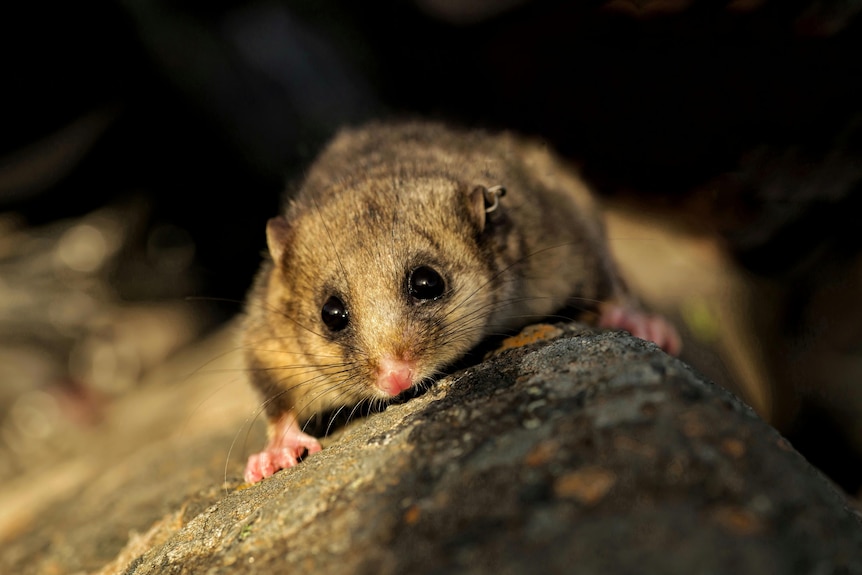 A mountain pygmy possum crawling over a rock at night time.