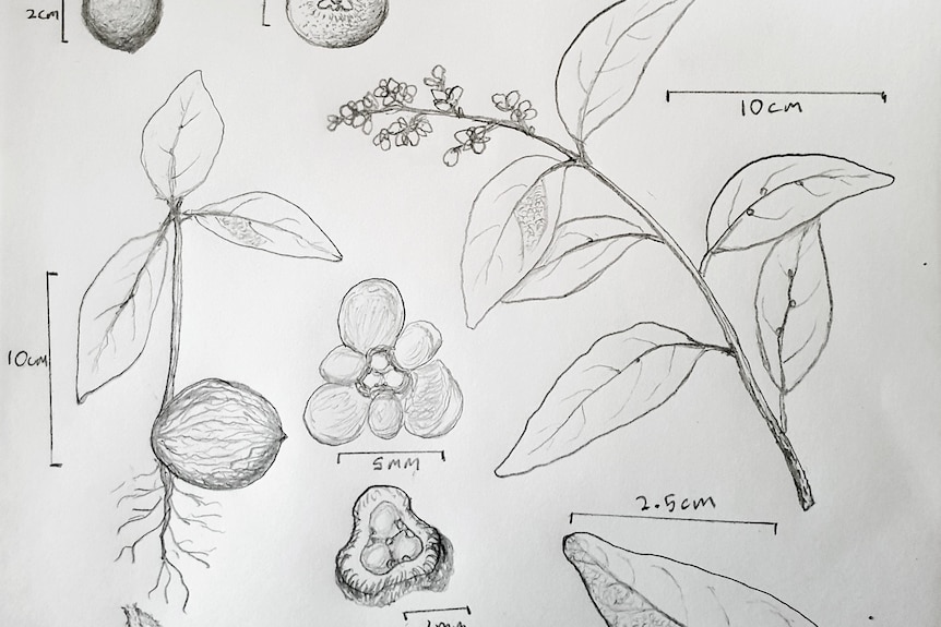 Pencil drawing of plants and seeds.