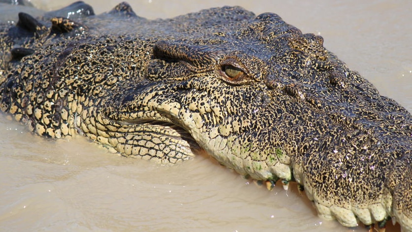 A large saltwater crocodile surfaces in brown river water.