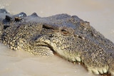A crocodile's head surfaces a muddy river. 