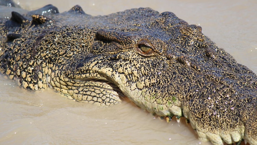 Big saltie croc catching some sun