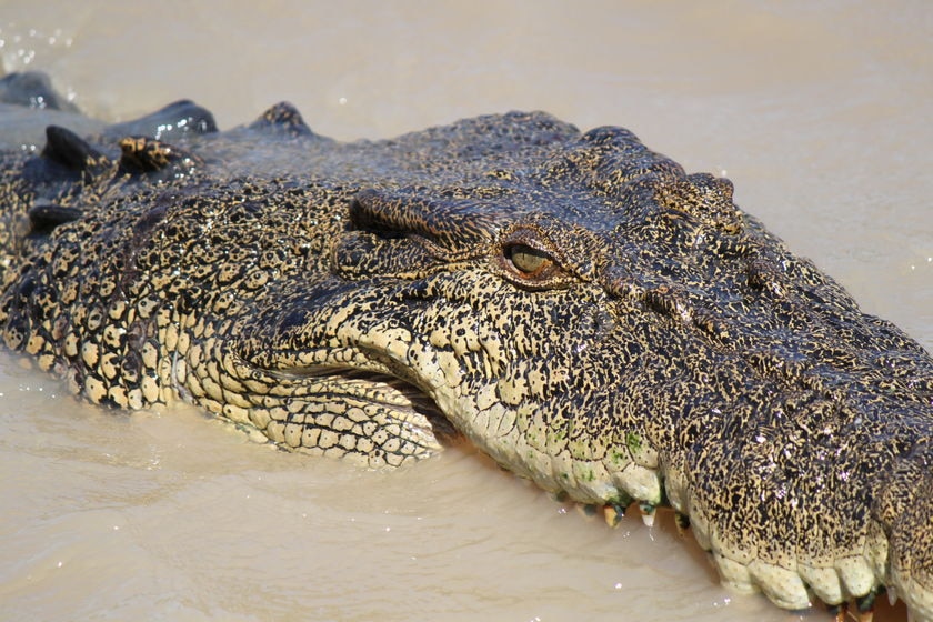 A crocodile's head surfaces a muddy river. 