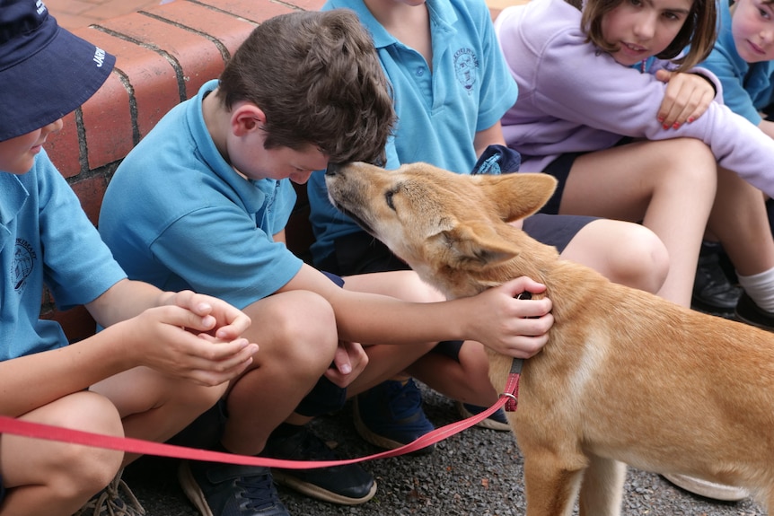 dingo pup licking young boy in blue school uniforms head as he pats it