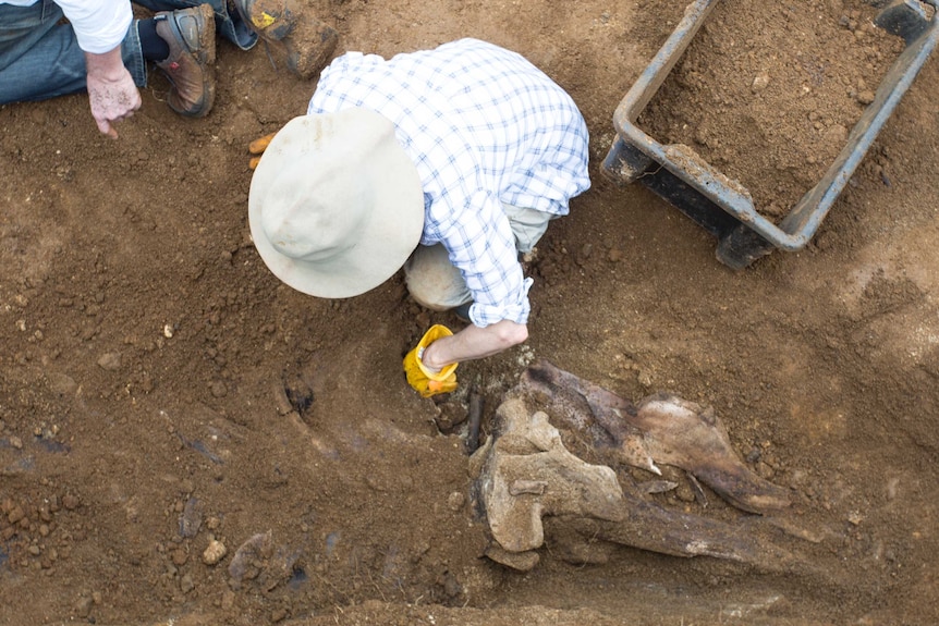 A person digging a whale skeleton out of the ground.