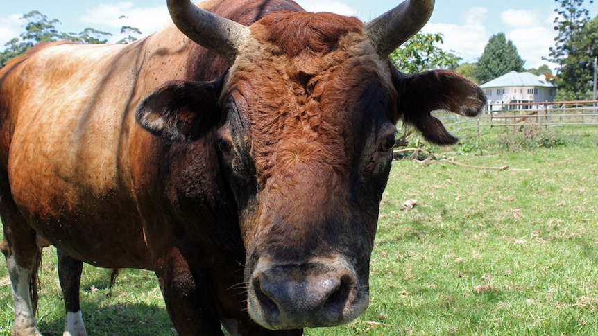 A bull peers into the camera at the 'Save a Cow' sanctuary at Maleny.