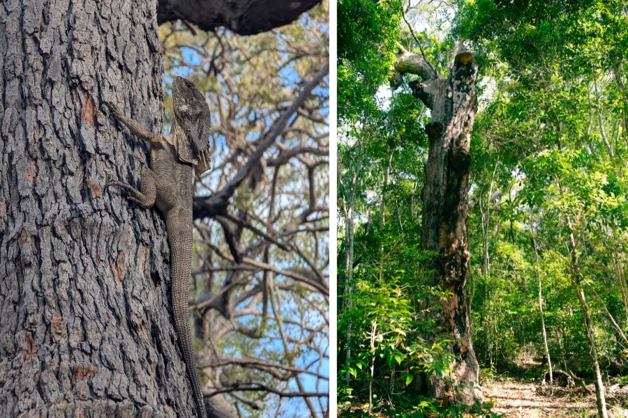 Un collage de dos fotografías, un lagarto en un árbol y un árbol muy grande en un bosque.