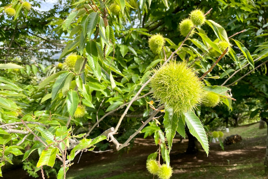 Chestnuts spikes