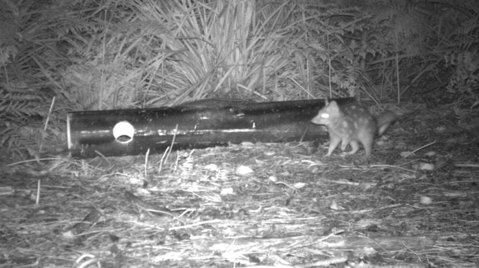 A quoll joey in bush, as seen on a night-vision camera.