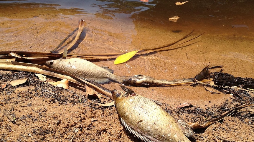 Fish kill in the Katherine River