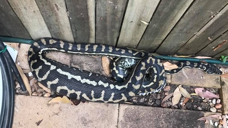 Carpet python lying by a fence with a bulge in its body
