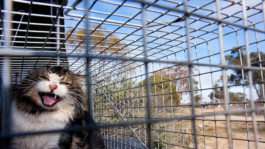 Award winning photo of a trapped feral cat.