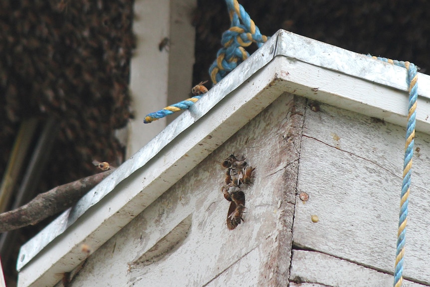 Bee trap box hanging from house