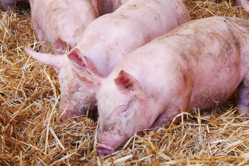 Pigs  sitting in hay