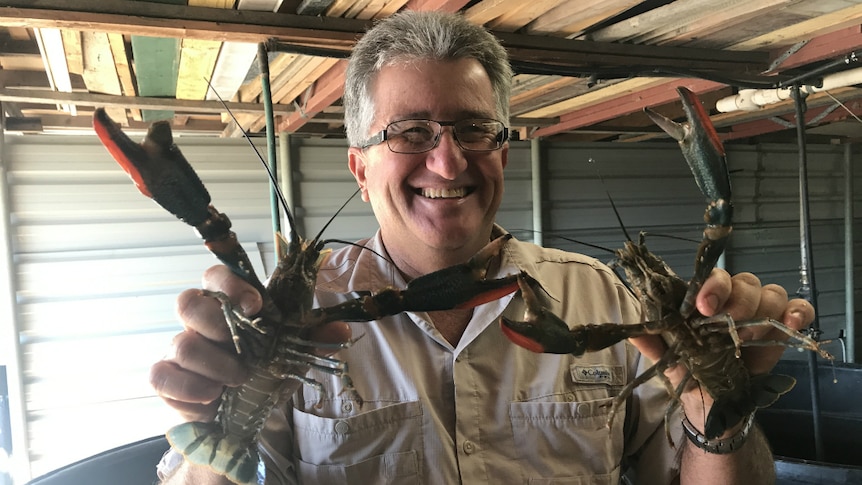 Andrew Gosbell smiles as he holds up two large redclaw crayfish to the camera.