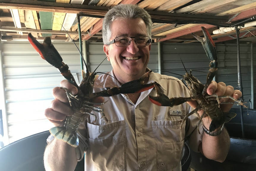 Andrew Gosbell smiles as he holds up two large redclaw crayfish to the camera.