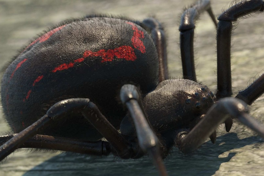 A close-up picture of a computer-generated redback spider.