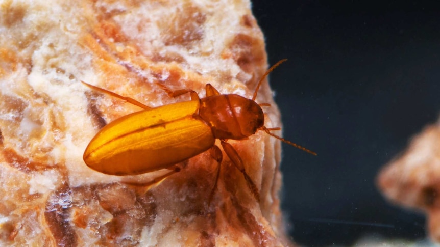 A light brown coloured beetle is on a pinky-red rock