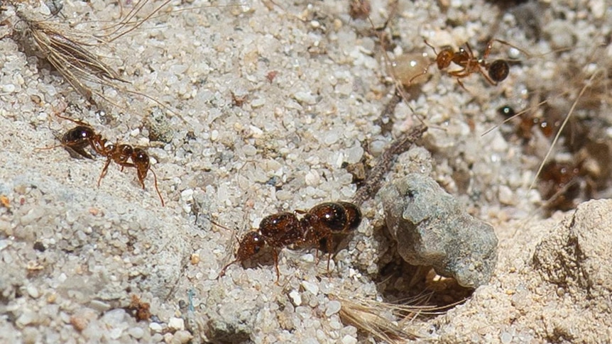 A close-up shot of three red imported fire ants crawling on the ground near a nest.