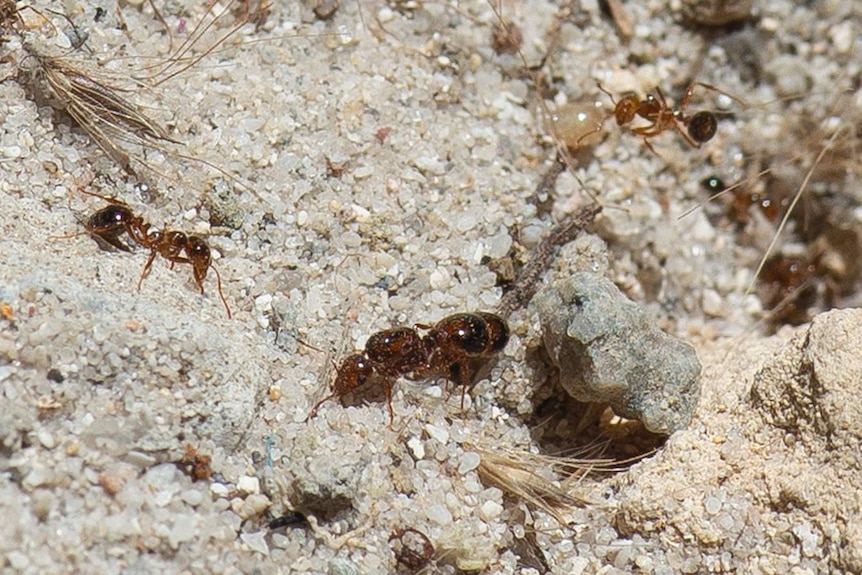 A close-up shot of three red imported fire ants crawling on the ground near a nest.