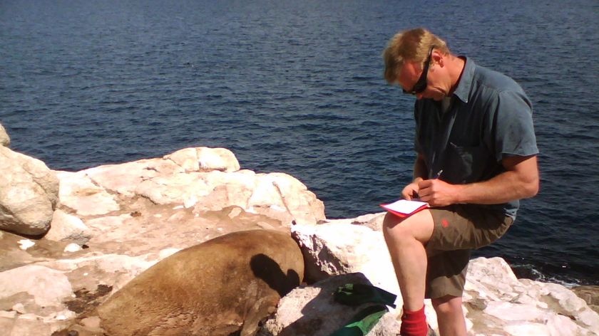 DPIW Wildlife and Marine Officer Andrew Irvine checks one of the seals on Iles des Phoqes