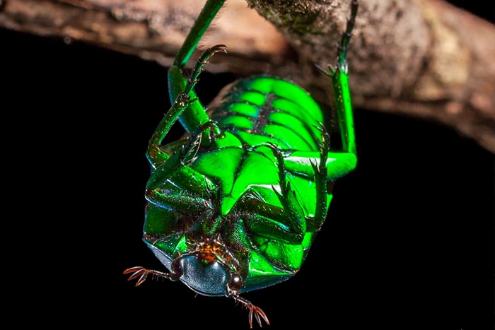 Green beetle from Australian rainforest canopy